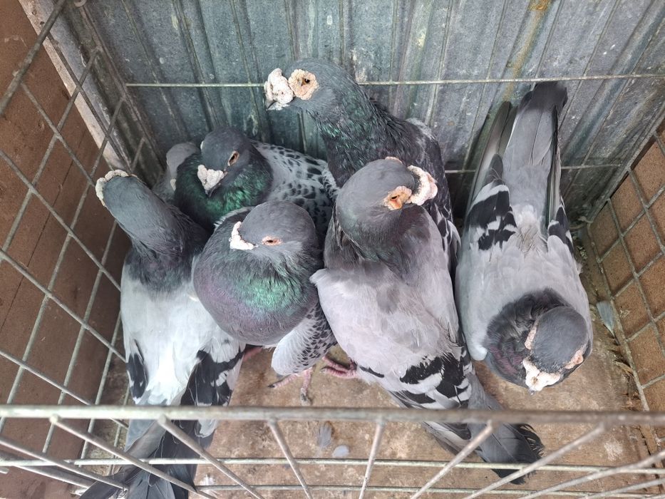 Vand porumbei voiejori de stil vechi