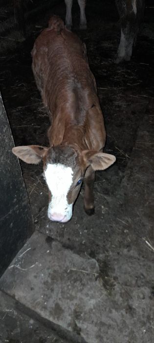 Vând vițea bălțată românească