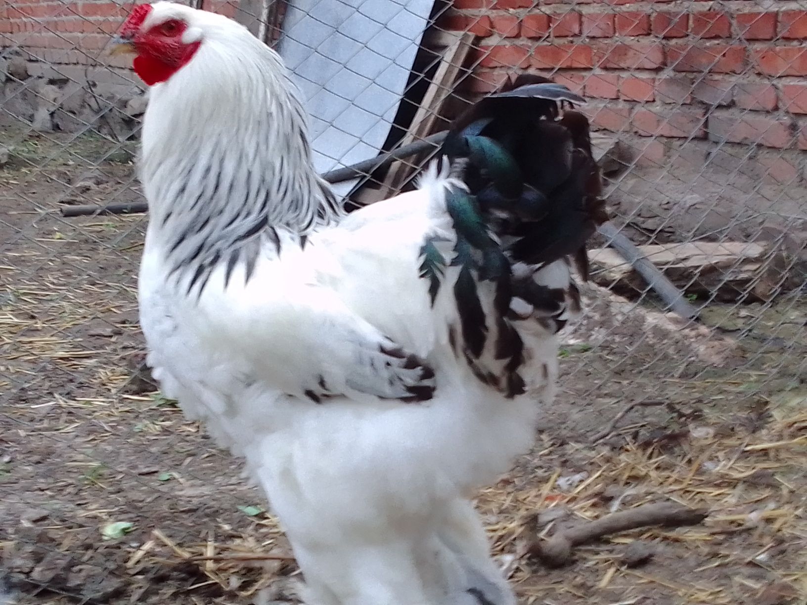 Чифт колумбийска брама