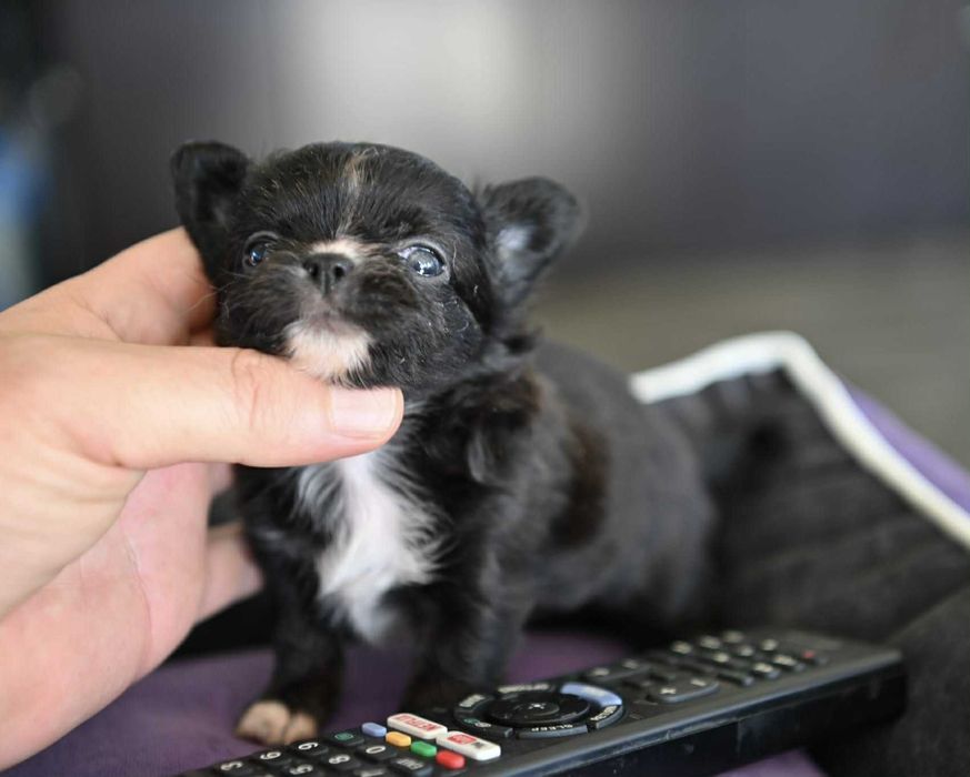 Женско дългокосместо мини чихуахуа