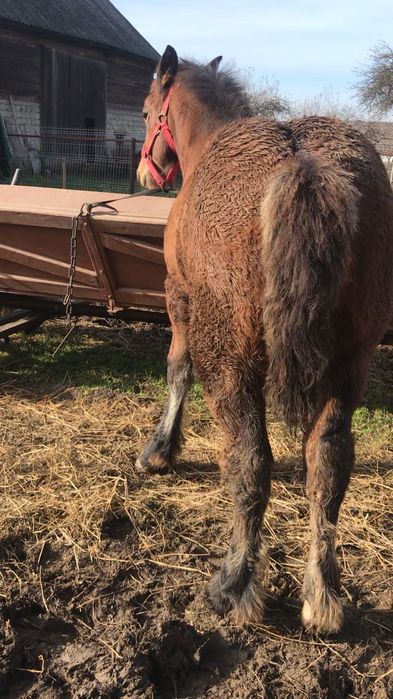 mânz de 5 luni de vanzare