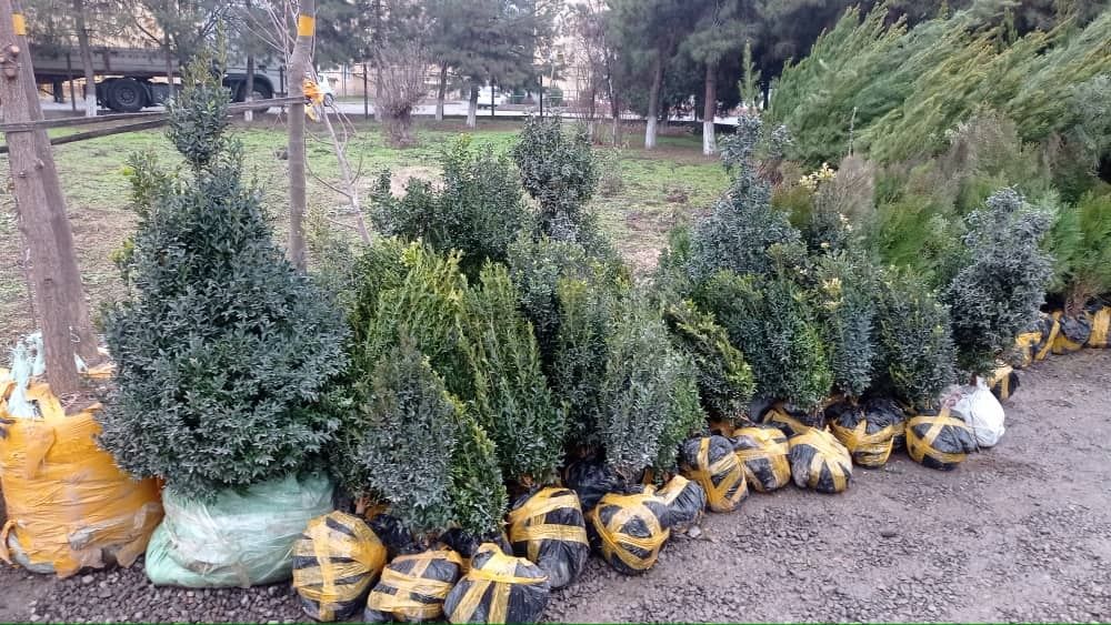 Хар хил турдаги АРЧАЛАР