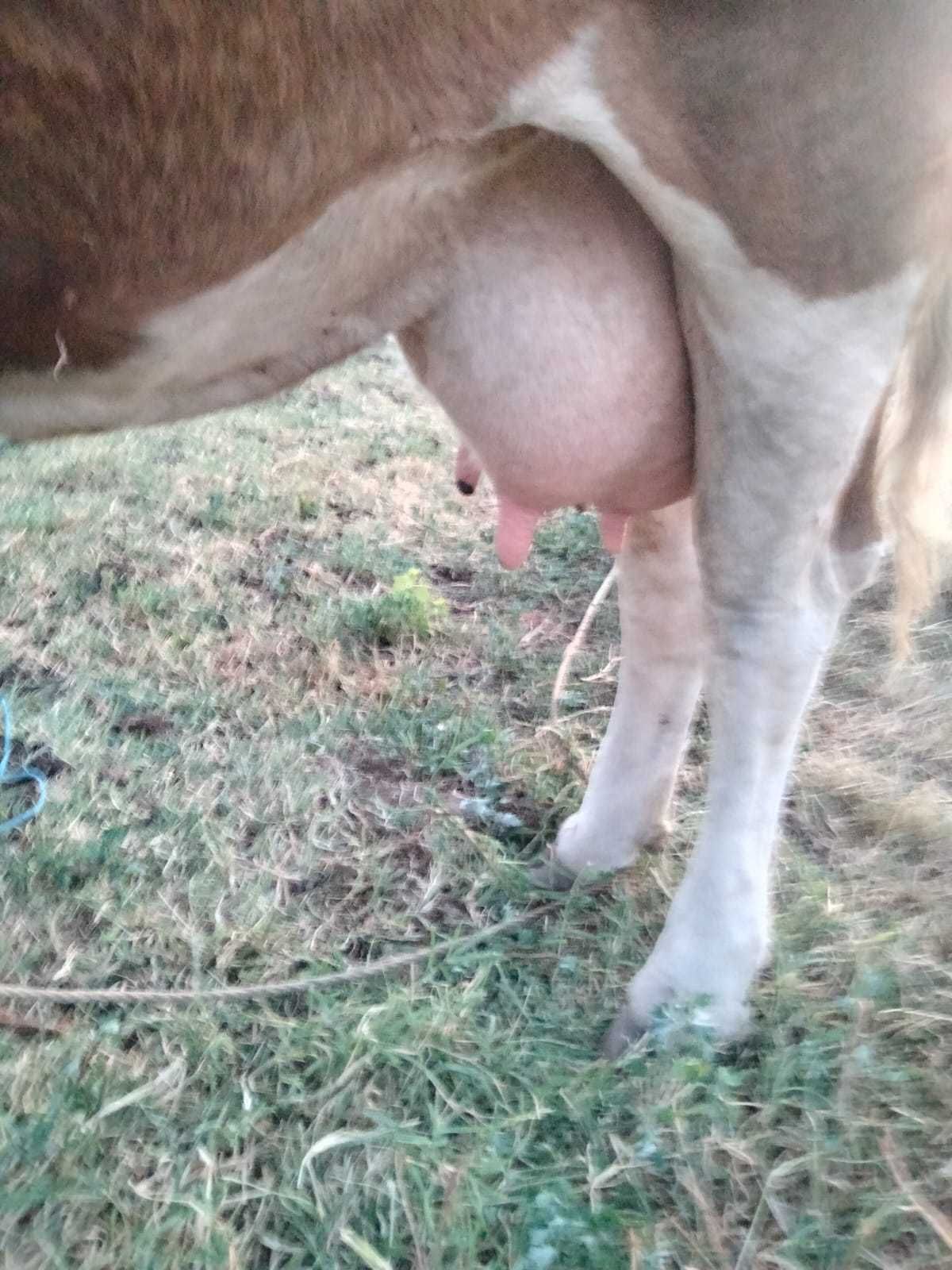 Vaca și 2 vițele