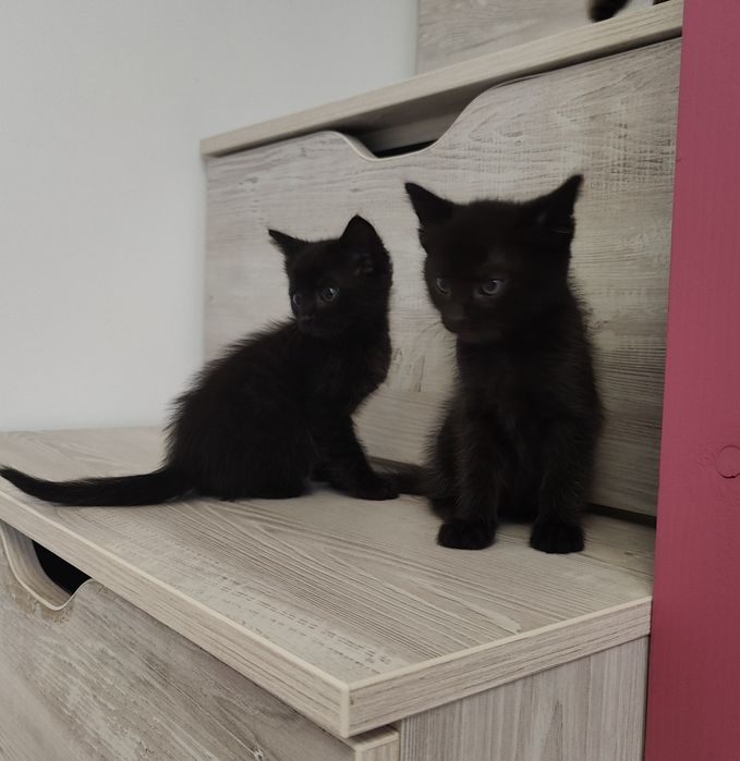 Pisicuțe pentru adoptie