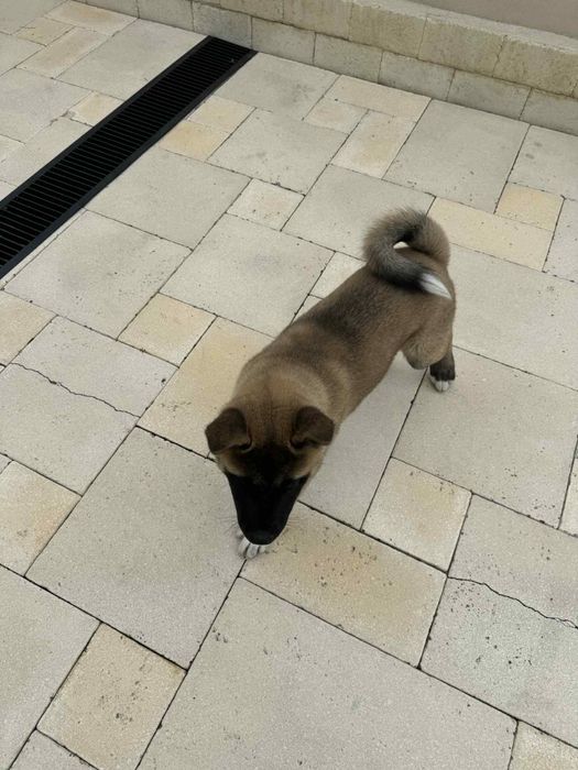 Akita American 4 luni