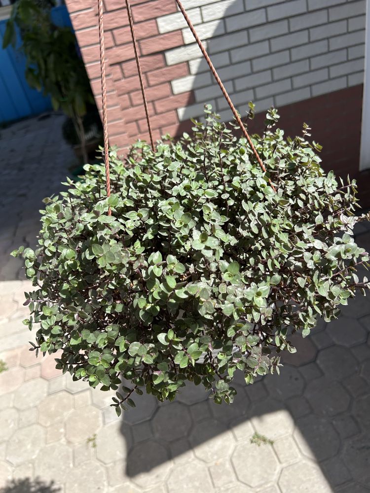 Каллизия , ампельное растения для офиса и дома