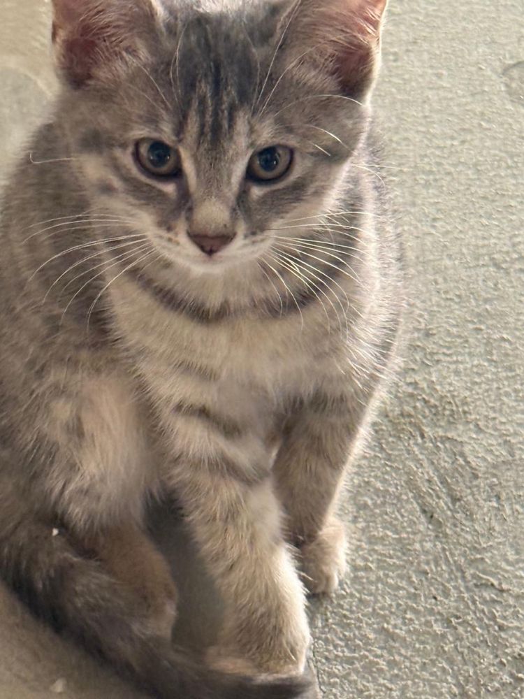 Котенок девочка