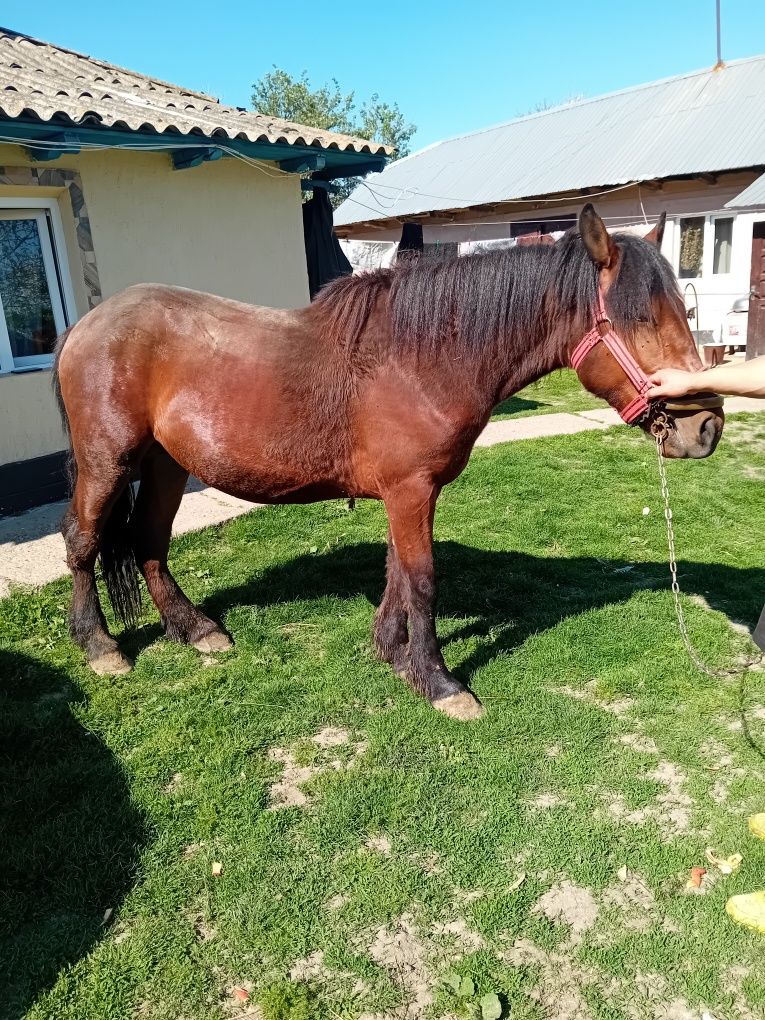 Vând mânz un an jumătatea