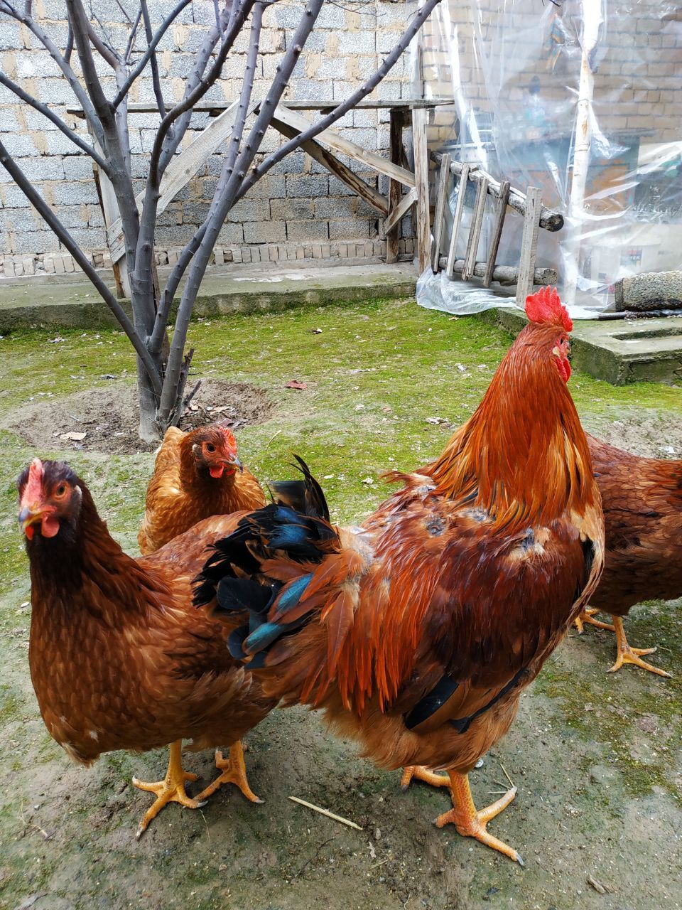 Xanxayp tuxumlari sotiladi