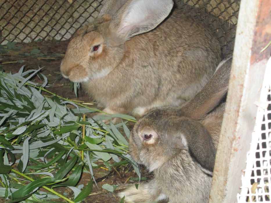 iepuri urias german de carne