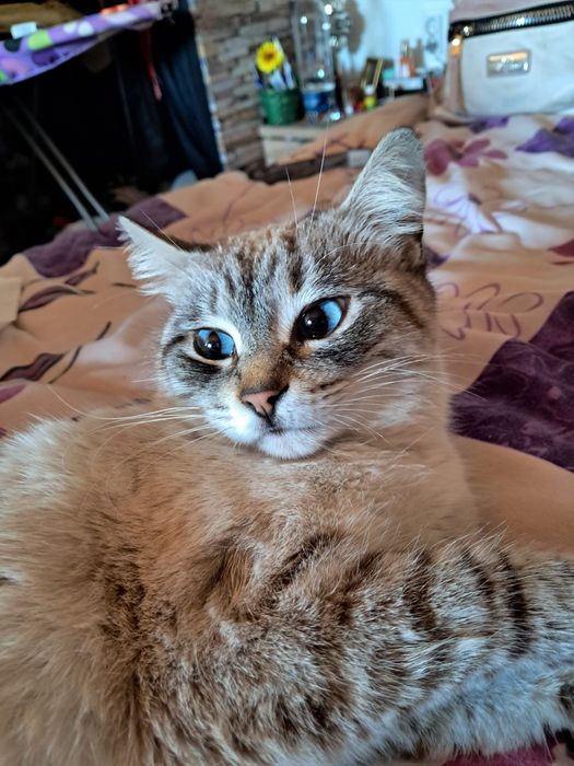 Dau spre adopție pisicuțe