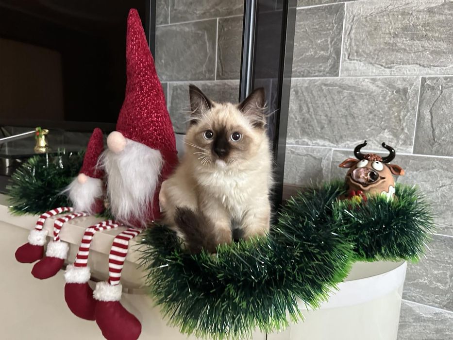 Регдол / Ragdoll /