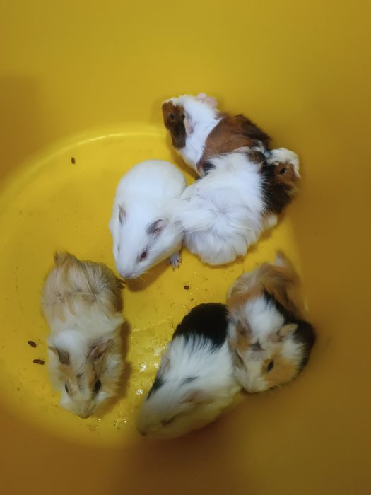 Продаются молодые морские свинки