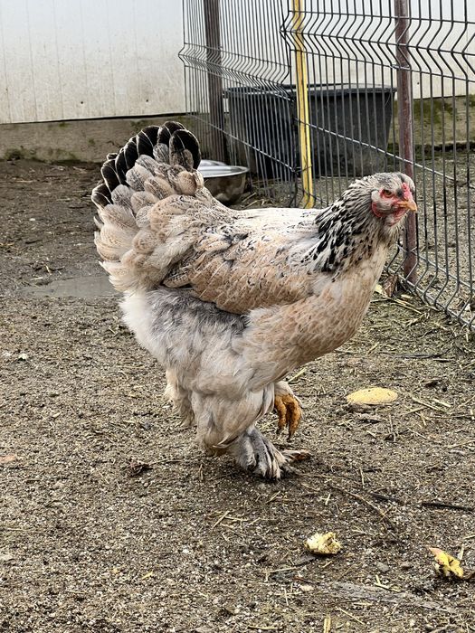 Gaini Brahma, culoare somon si albastru