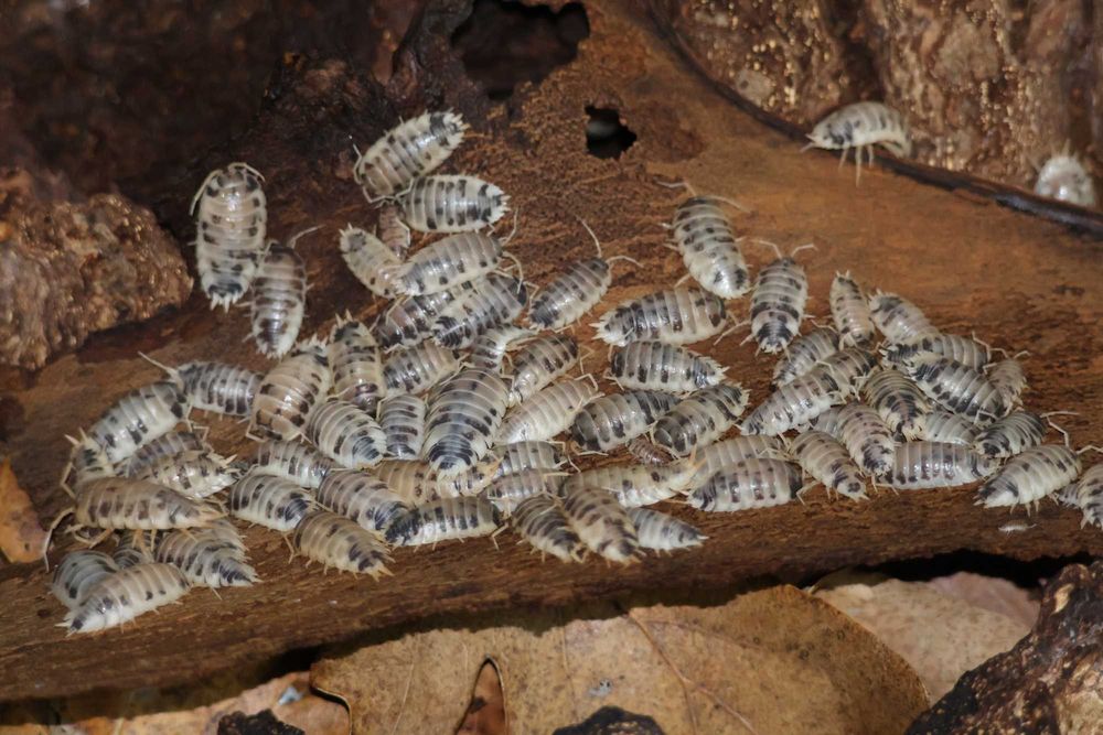 Izopode Porcellio laevis "Dairy Cow"