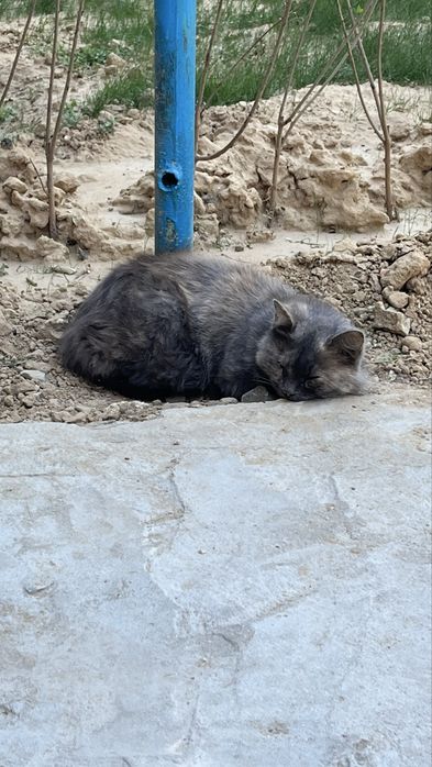 Кошка потерялась, возьмите пожалуйста к себе