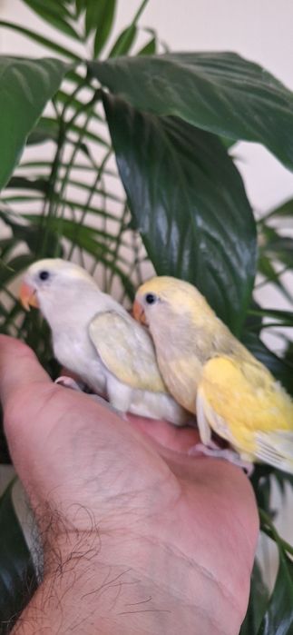 Vând agapornis blânzi