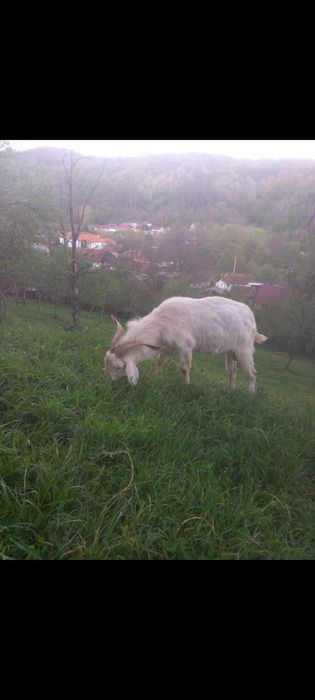 Capre de vânzare com. Dognecea