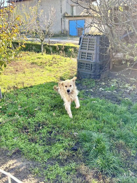 Бебета голдън ретривър