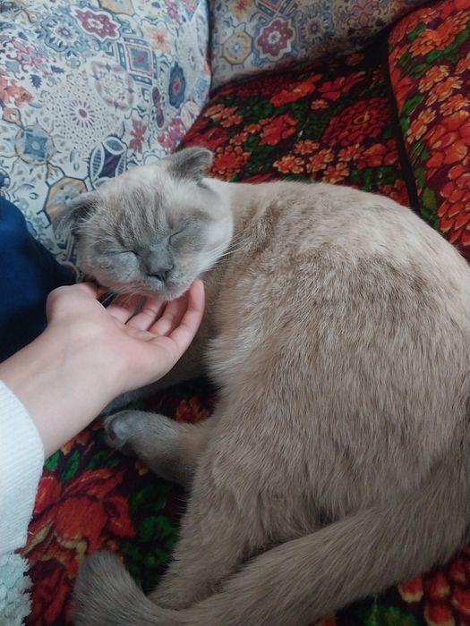 Scottish fold кот