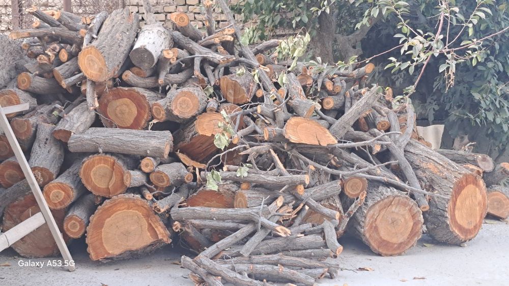 Урик дарахти утинлари сотилади