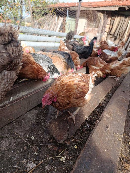 Продавям кокошки