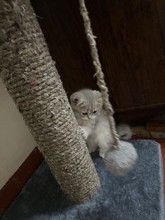 Скоттиш фолд-скоттиш страйт породы