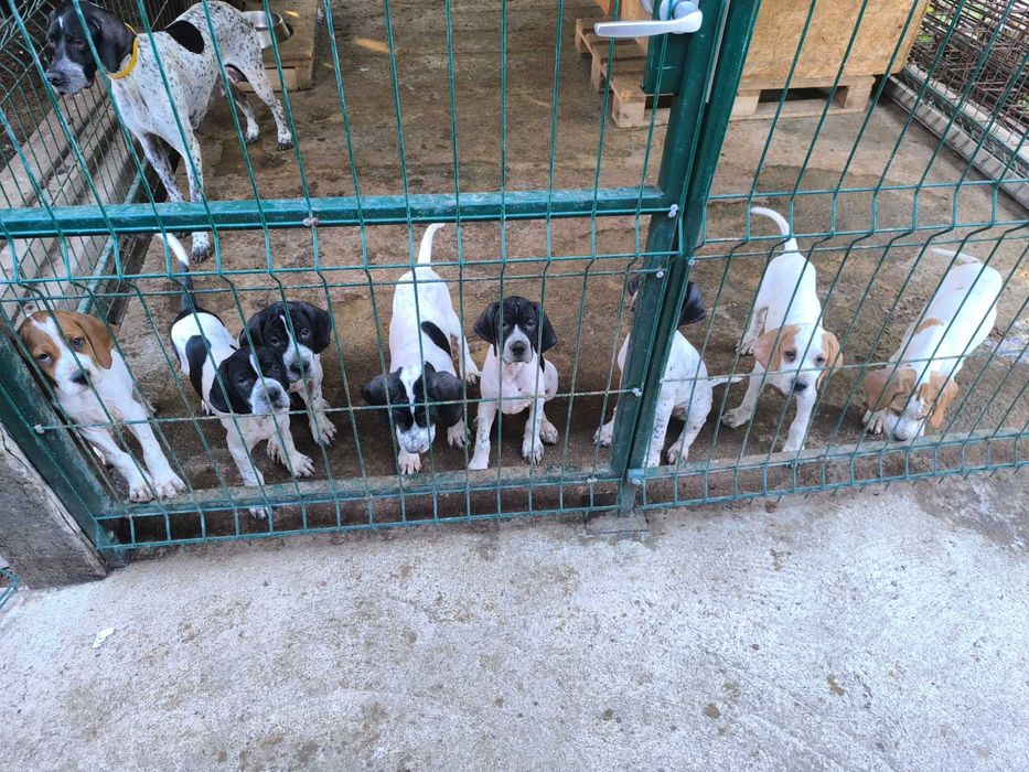 Продавам Английски Пойнтер