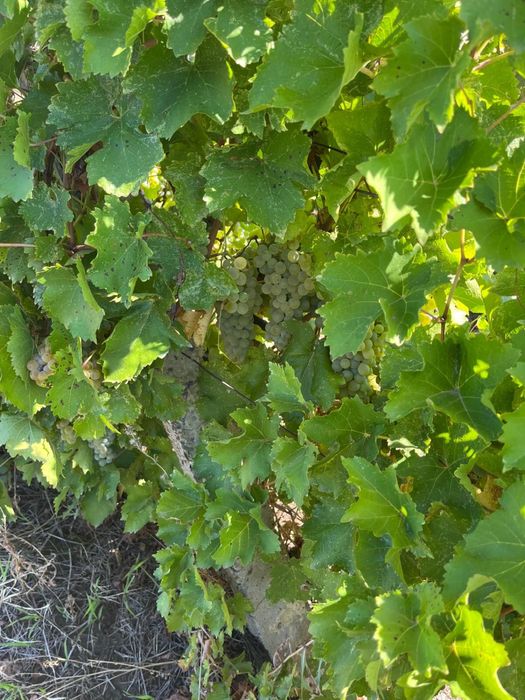 Struguri pentru vin