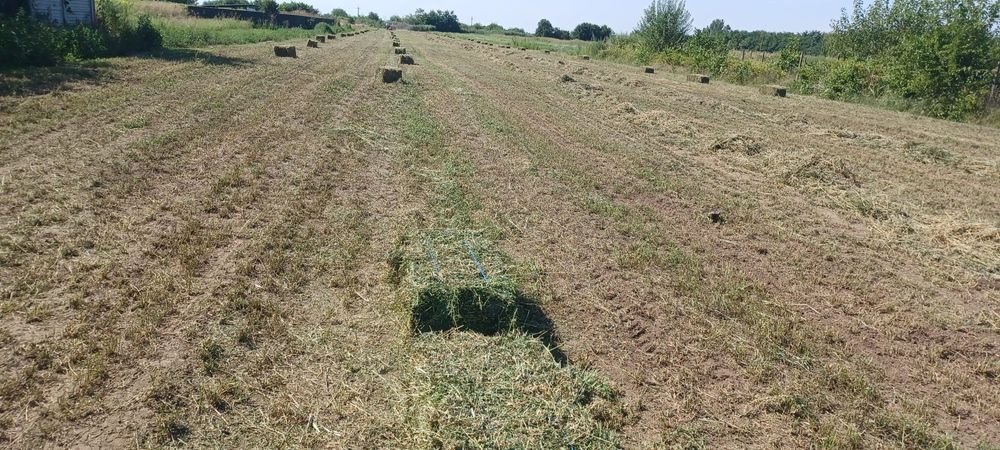 VÂND BALOTI de Lucernă!!