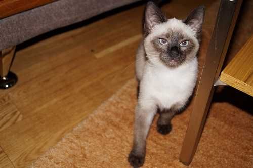 Чистокръвно Сиамско коте, женско, на 3 месеца