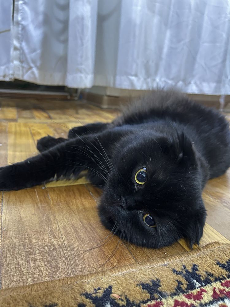 Кот вязка (ищем невесту)