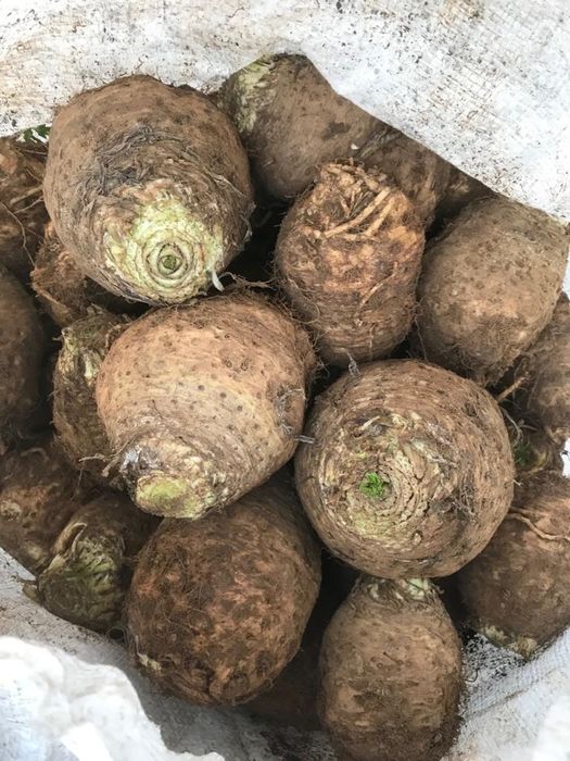 Morcov pătrunjel pastarnac țelină ceapă