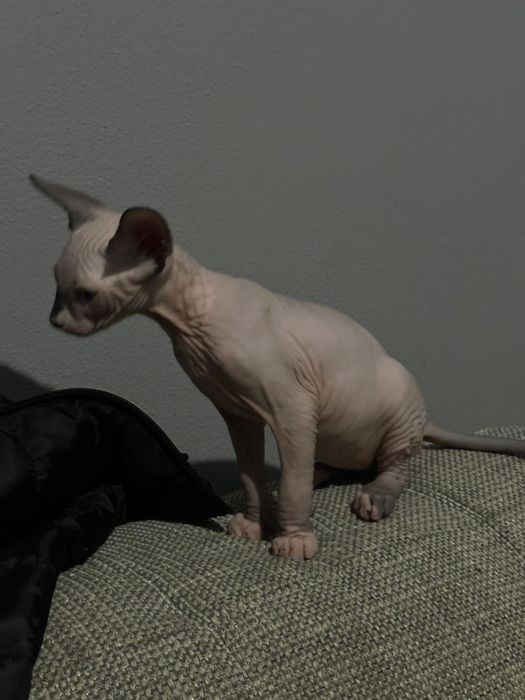 Pui Sphynx Baiat
