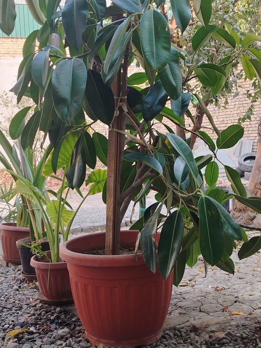 Ficus guli 1. 70 metr