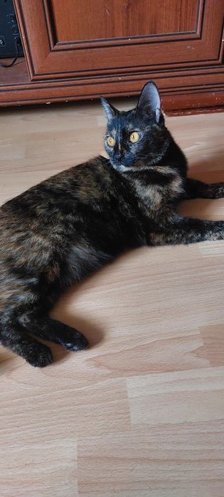 Кошка трехцветная