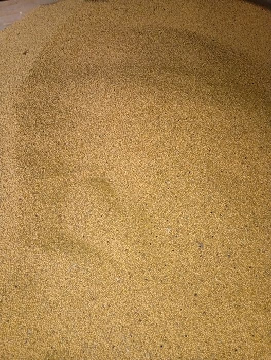 Vând soia producție 2025