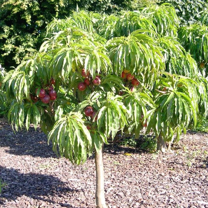 Pomi Fructiferi Pitici Dwarf