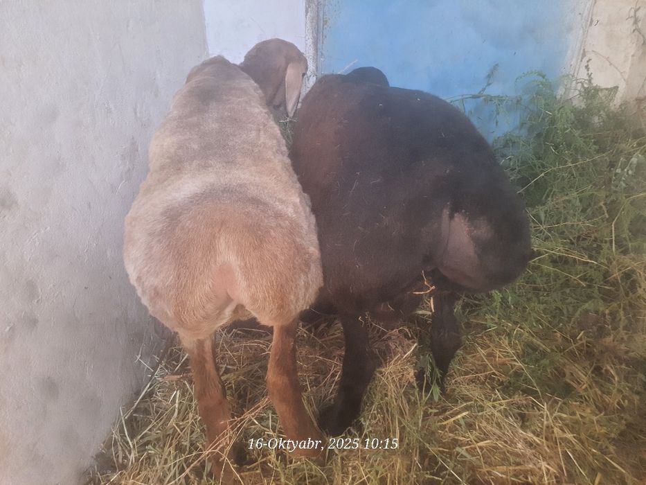 Кучкорлар сотилади, соглом ейиши зур, овкат танламийди