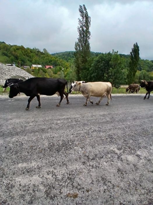 Vand 15 Vaci de lapte