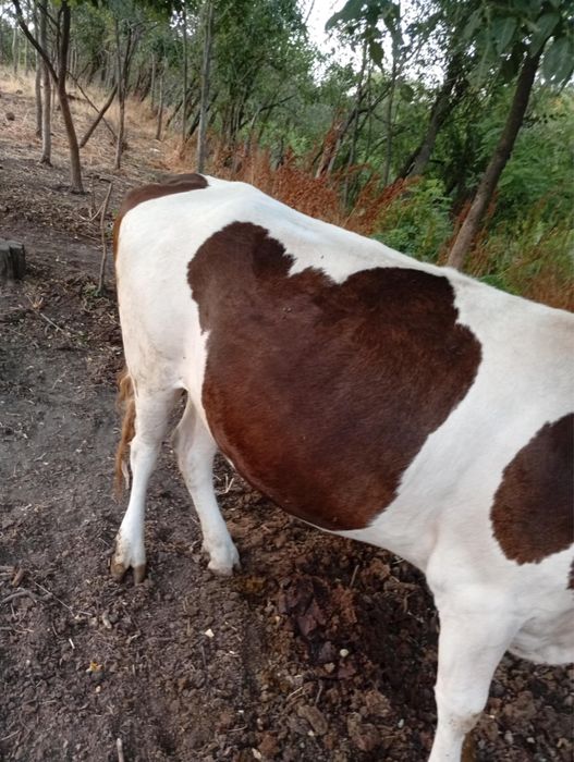 Vand vaci si vitei,viteii ii tai si ii vand si in carcasa..