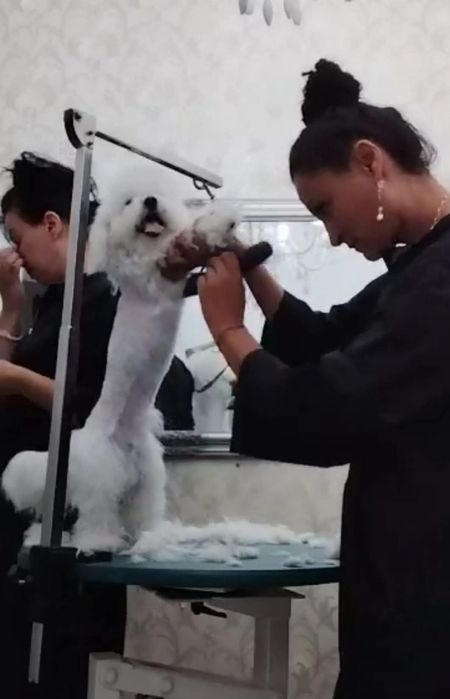 Frizerie canină ayșa