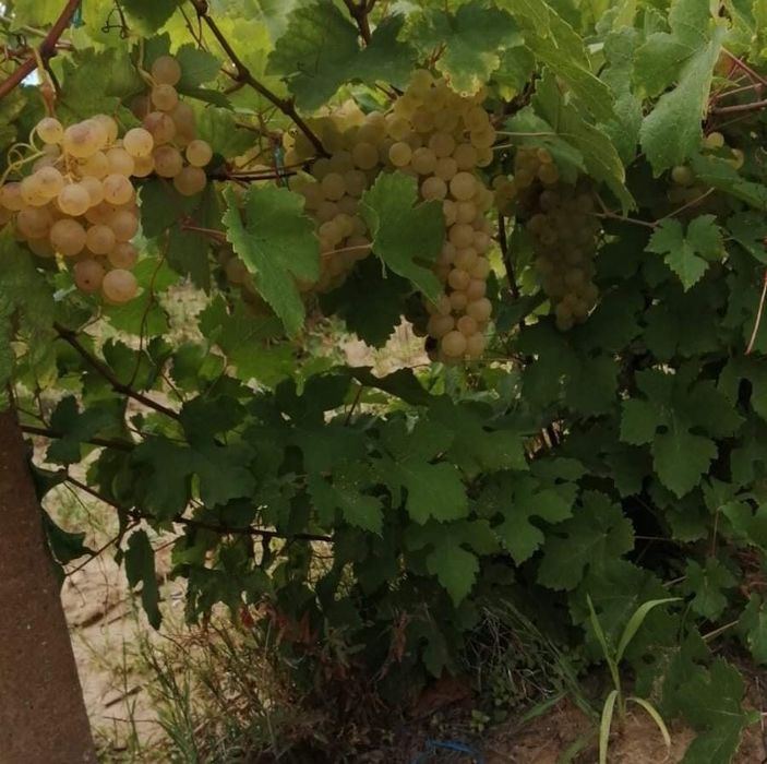 Struguri de vin deținem vie proprie