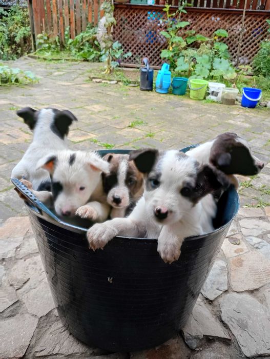 Catelusi pentru adoptie