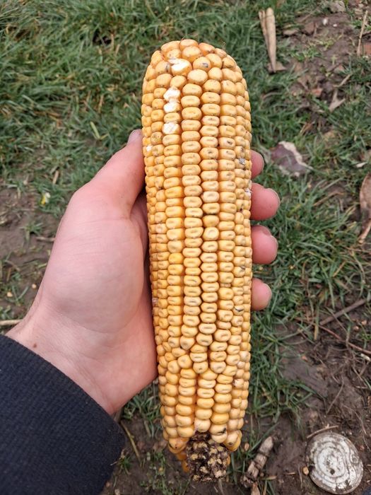 Vând porumb știuleți