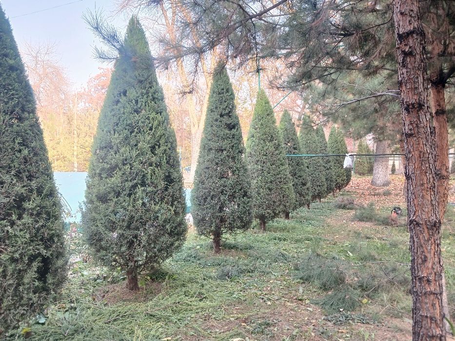 Archa kesish. Gazon ekish