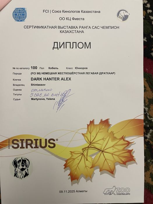 Продается щенок дойч дратхаара