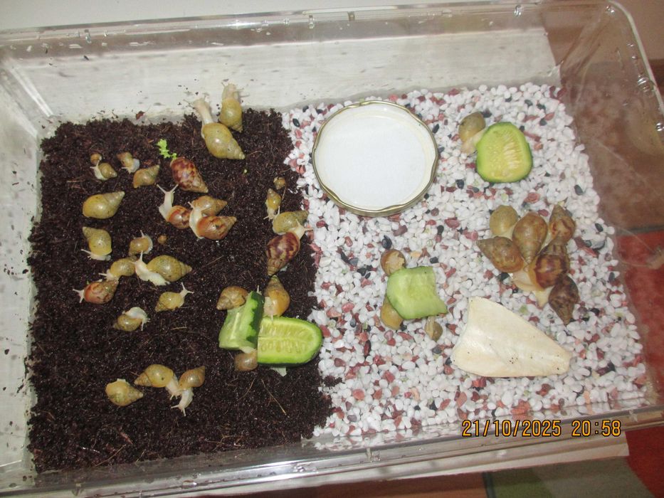 Гигантски Африкански охлюви