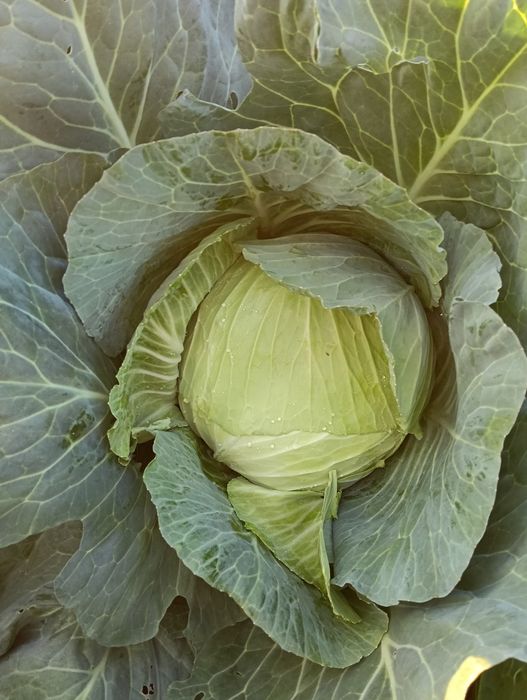 Vând varza de toamna plata în loc livada