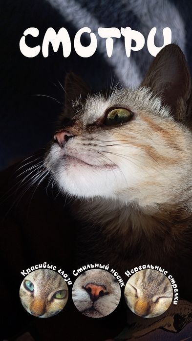 Котёнок (девочка) ищет дом